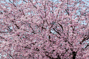 満開の桜