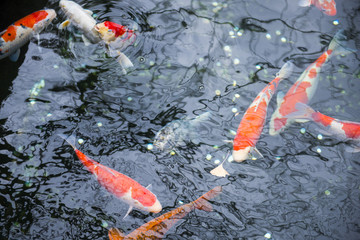 colorful koi fish in a pond at garden