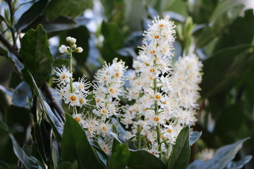 Prunus laurocerasus with large white flowers in spring