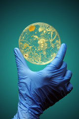 Gloved hand holding bacteria growing in a petri dish