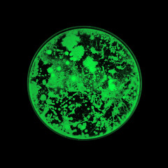 Bacteria growing in a petri dish
