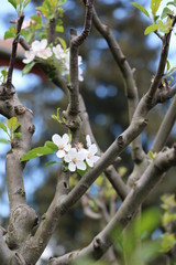 Apple tree blooms in spring