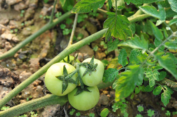 tomato crops in growth at garden