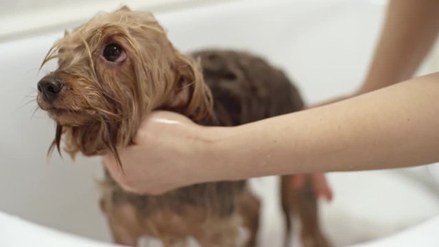 Close up of female hands holding shower and washing small Yorkshire terrier