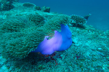 Anemone coral in Andaman Sea, Thailand