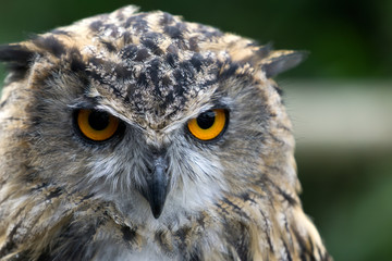 Eurasian Eagle-Owl (Bubo bubo)