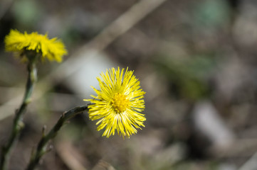 Coltsfoot flower in a bright sunny spring day