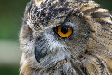 Eurasian Eagle-Owl (Bubo bubo)