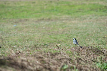 White Wagtail walk on a young green grass in spring