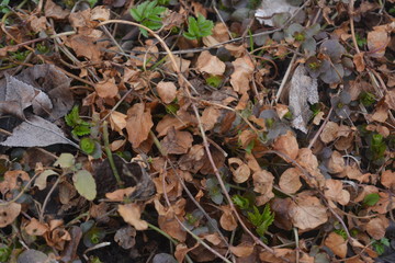 сухая прошлогодняя трава весной