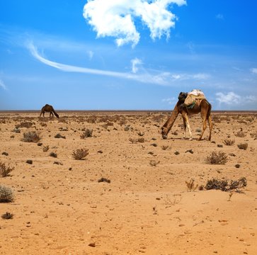 Camels eating in the desert