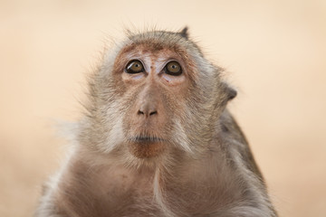 Obraz premium Asian monkey close up portrait