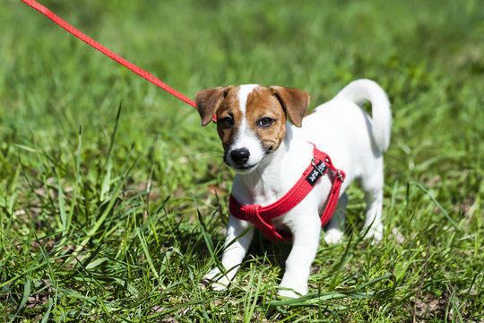 a walk in the park funny cute little dog in a leash - harness.Jack Russell Terrier