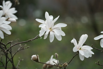 Флора в ботаническом саду в Москве