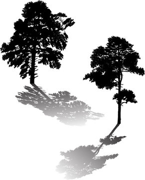 two large black pine silhouettes and shadows on white