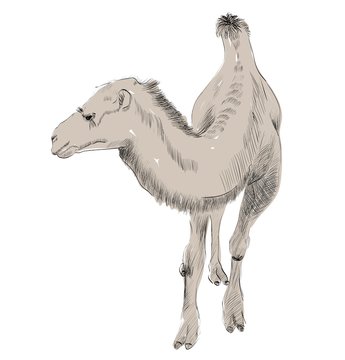 sketch of Bactrian camel on white background