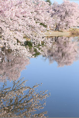 湖畔の桜（徳良湖）