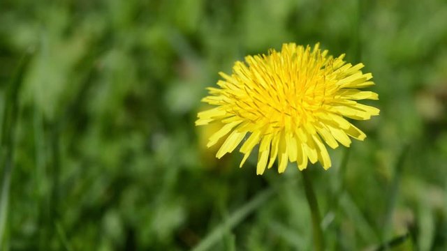 Close up view of the beautiful yellow dandelion on the meadow by blowing wind. Seasonal natural scene.