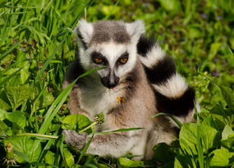 Katta
