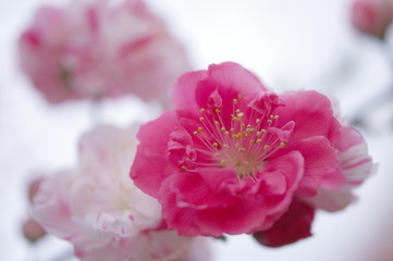 絞り咲きの花桃（クローズアップ）
