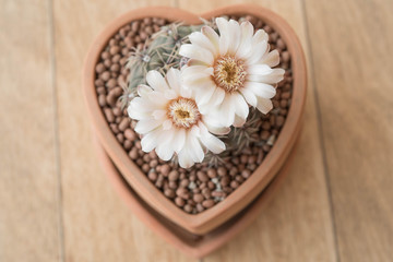 Fototapeta na wymiar Gymnocalycium cactus flower in clay pot like heart shape