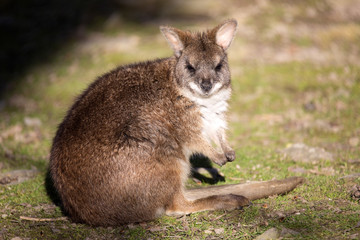 Naklejka na ściany i meble Parma wallaby, Macropus parma, they are among the small Kangaroos
