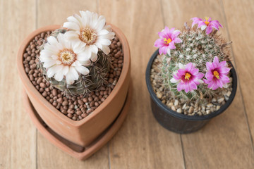 Gymnocalycium and mammillariacactus flower in clay pot