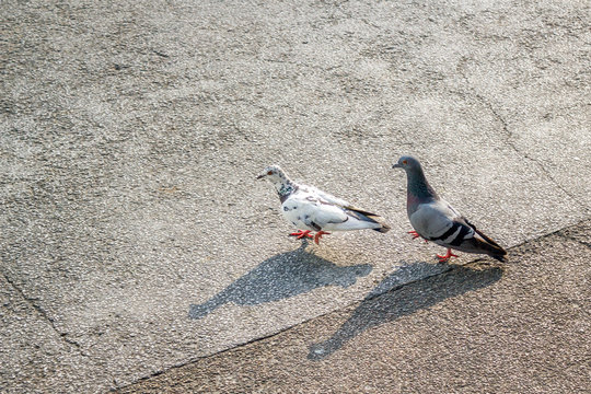 two pigeons
