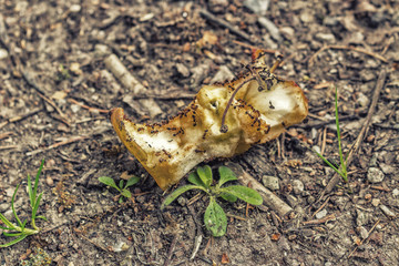 teamwork of hungry ants on an apple core