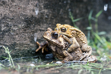 Frog mate