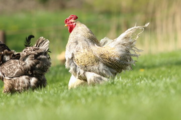 big rooster on green lawn