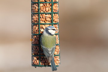 blue tit on bird feeder © taviphoto
