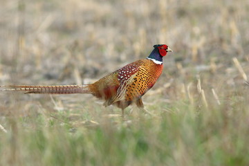 colorful pheasant in spring field