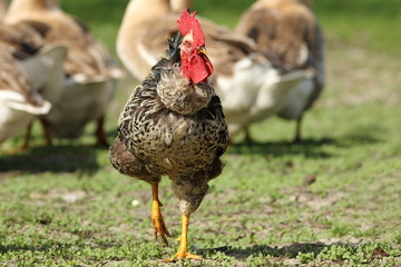 colorful rooster in farm yard