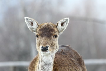 deer hind portrait
