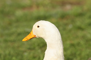 domestic white duck portrait