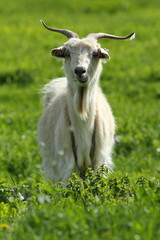 male goat on green lawn