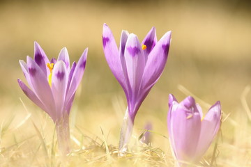 violet wild spring crocuses