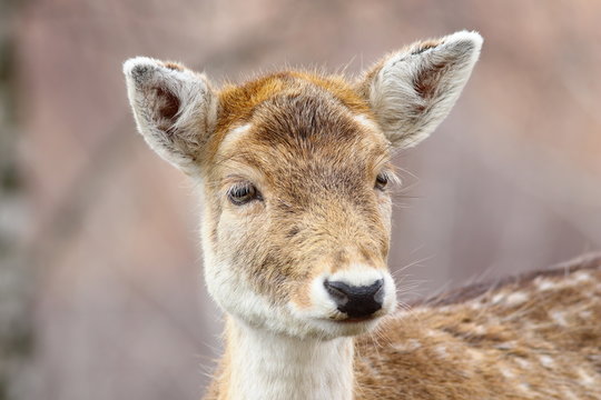 portrait of curious deer doe