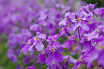 Fototapeta na wymiar 紫花菜
