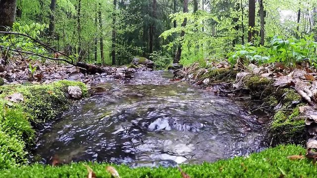 rising water in the alpine forest