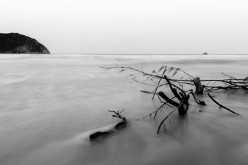 Branches along the pristine beaches and dirty/black and white