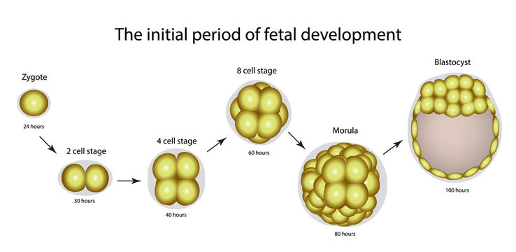 The initial period of fetal development. The structure of the zygote, blastocyst. Infographics. Vector illustration on isolated background