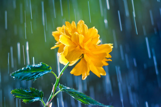 Fototapeta Beautiful yellow flower on a background of rain drops