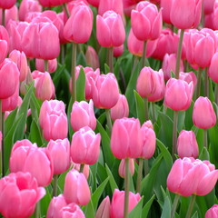 Fototapeta premium Pink tulips the garden background