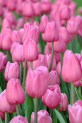 Pink tulips the garden background