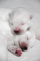 Fototapeta na wymiar Samoyed puppy