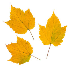 Set of three yellow autumn leaves