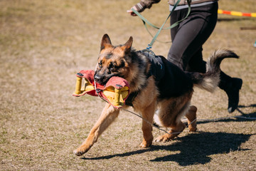 German Shepherd Dog Training. Biting Alsatian Wolf Dog