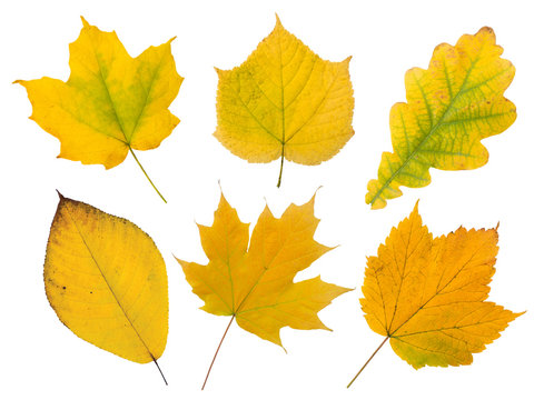 Set of six yellow autumn leaves